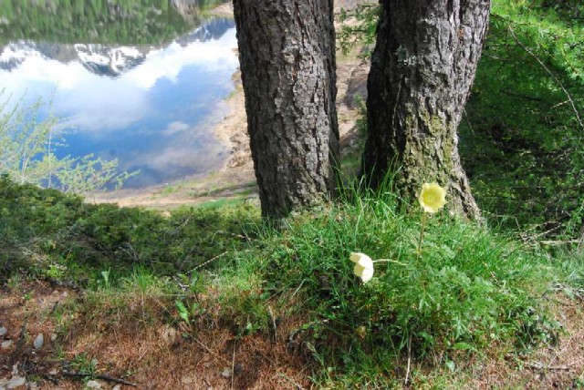 Un albero svetta sovrastando il panorama di una valle che si nasconde nella nebbiolina di montagna.